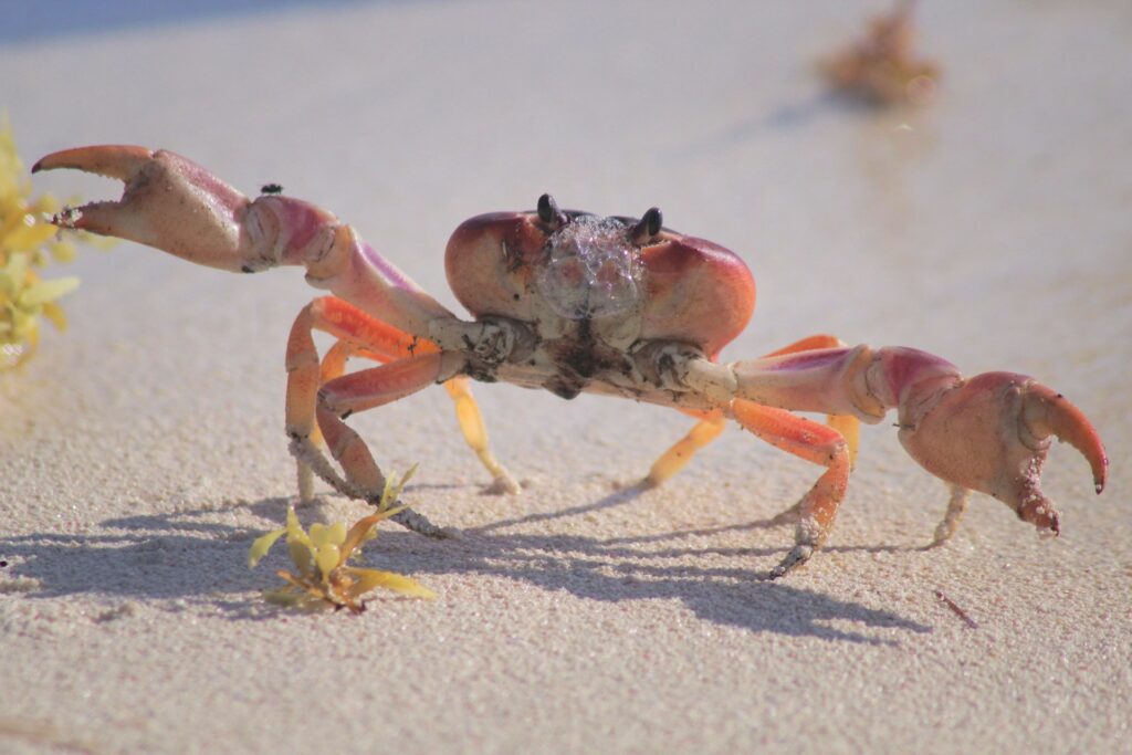 crab